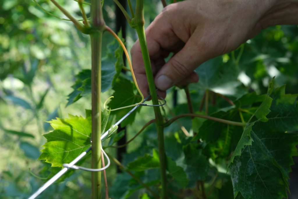 Nerūdijančio plieno kabliukai augalams tvirtinti