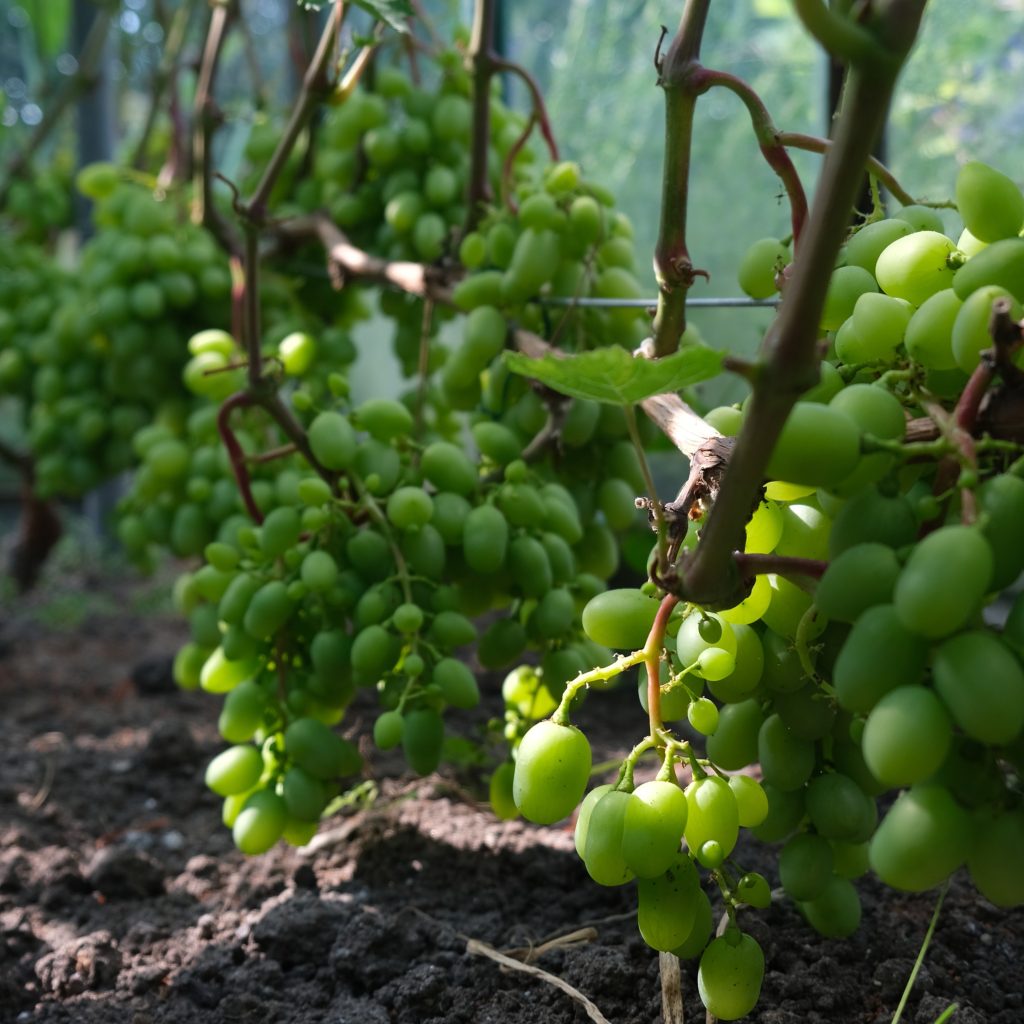 Nerūdijančio plieno kabukai vynuogėms tvirtinti